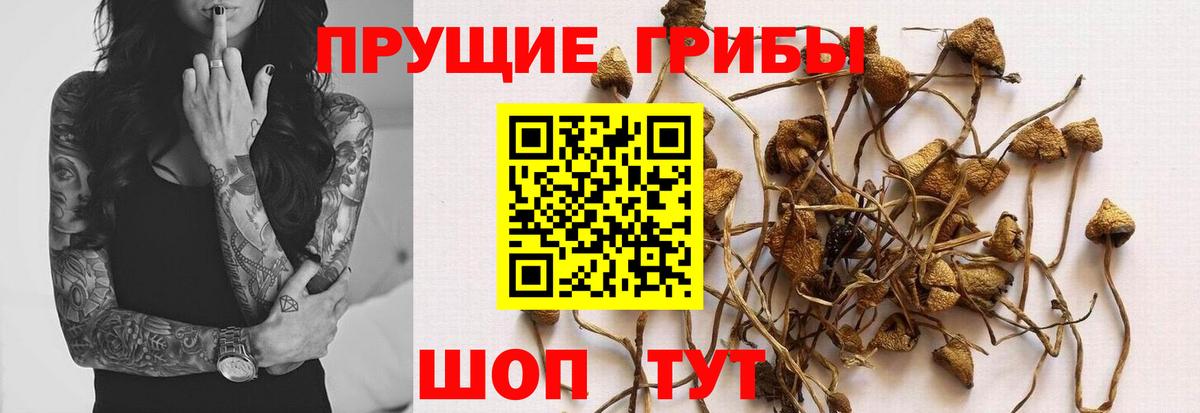 Галлюциногенные грибы мицелий Александров